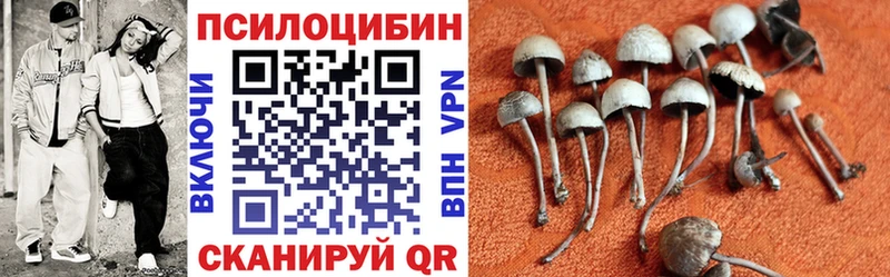наркошоп  Кузнецк  Псилоцибиновые грибы Cubensis 